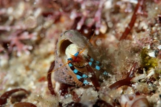 「ユビワサンゴヤドカリ」のサムネイル画像