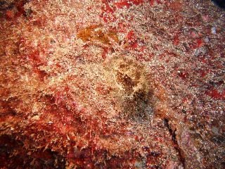 「貝」のサムネイル画像