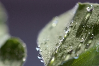 「ベニバナツメクサ(ストローベリーキャンドル)」のサムネイル画像