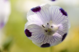 「ネモフィラ」のサムネイル画像