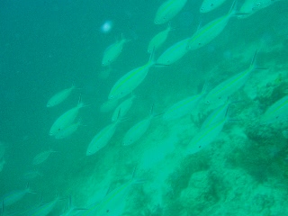 「クマザサハナムロ」のサムネイル画像