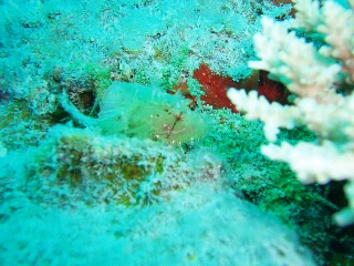 「ハダカハオコゼ」のサムネイル画像