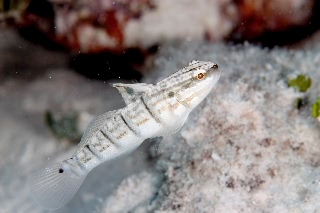 「サラサハゼ(White-barred Goby)」のサムネイル画像