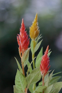 「ケイトウ(鶏頭)」のサムネイル画像