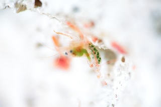 「スベスベオトヒメエビ」のサムネイル画像