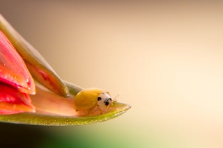 「キイロテントウ」のサムネイル画像