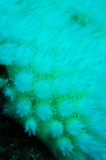 「サンゴの仲間」のサムネイル画像