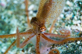 「ミズダコ」のサムネイル画像