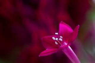 「ルコウソウ(サイプレスバイン,縷紅草)」のサムネイル画像