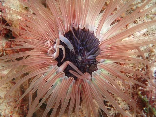 「イソギンチャク」のサムネイル画像