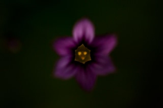 「ニワゼキショウ」のサムネイル画像