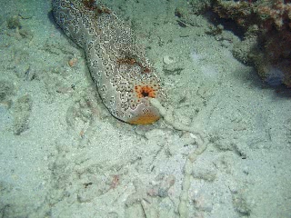 「ジャノメナマコ」のサムネイル画像