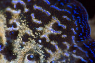 「ヒレジャコ」のサムネイル画像