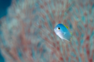 「スズメダイの仲間」のサムネイル画像