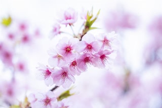 「カワヅザクラ(河津桜)」のサムネイル画像