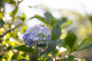 「アジサイ」のサムネイル画像