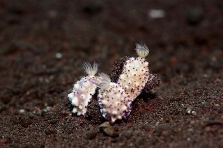 「レンゲウミウシ」のサムネイル画像