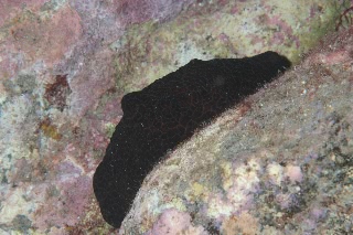 「謎生物」のサムネイル画像