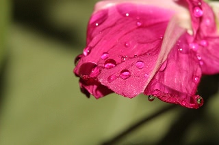「暁の紅」のサムネイル画像
