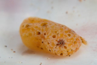 「スナビクニン」のサムネイル画像