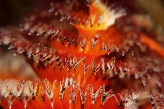 「イバラカンザシ(Christmas tree worm)」のサムネイル画像