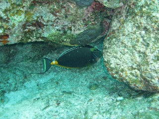 「ミヤコテングハギ」のサムネイル画像