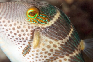 「シマキンチャクフグ」のサムネイル画像