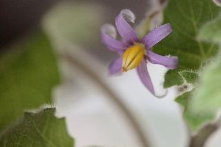 「ツノナス(カナリアナス)」のサムネイル画像