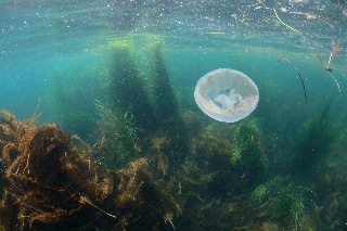 「無題」のサムネイル画像