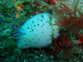 「ゴマフビロードウミウシ」のサムネイル画像