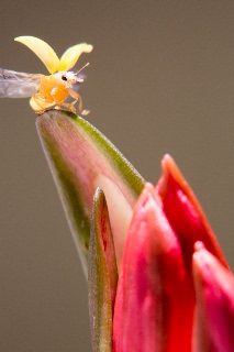 「キイロテントウ」のサムネイル画像