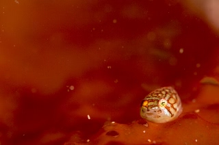 「ホテイウオ(ゴッコ)」のサムネイル画像