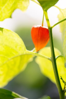 「ホオズキ」のサムネイル画像