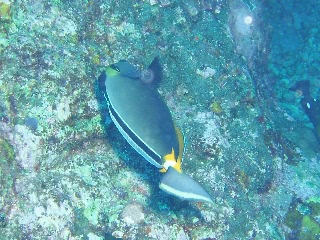 「ミヤコテングハギ」のサムネイル画像