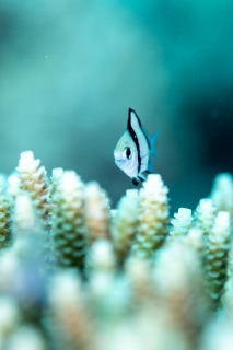 「フタスジリュウキュウスズメダイ」のサムネイル画像