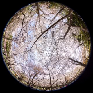 「ソメイヨシノ(染井吉野)」のサムネイル画像