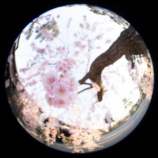 「ヤエベニシダレ(八重紅枝垂)」のサムネイル画像