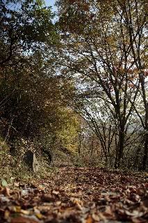 「遊歩道」のサムネイル画像