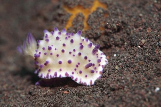 「レンゲウミウシ」のサムネイル画像