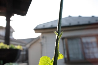 「朝顔」のサムネイル画像