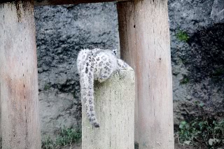 「ユキヒョウ」のサムネイル画像