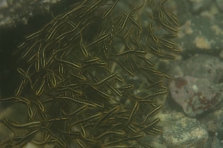 「ゴンズイ」のサムネイル画像