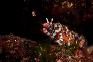 「トラウツボ」のサムネイル画像