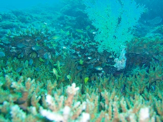 「無題」のサムネイル画像