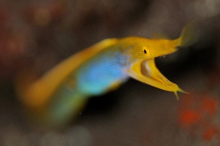 「ハナヒゲウツボ(blue ribbon eel)」のサムネイル画像