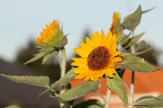 「ビッグスマイル」のサムネイル画像