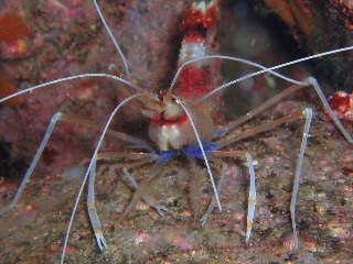 「オトヒメエビ(Banded boxer shrimp)」のサムネイル画像