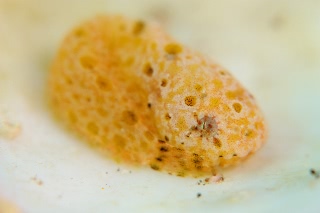 「スナビクニン」のサムネイル画像