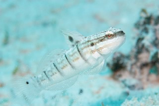 「サラサハゼ(White-barred Goby)」のサムネイル画像