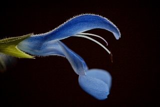 「Sarah Raven's Salvia Deep Blue」のサムネイル画像